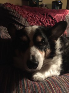 Higgins is ready to watch the royal wedding