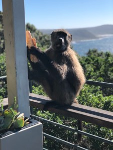 Animals of South Africa