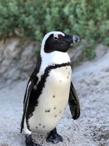 South African Penguin