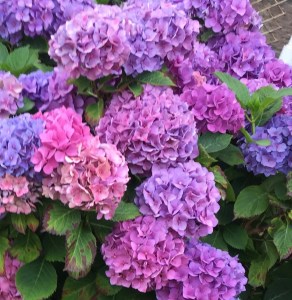Beautiful Hydrangeas