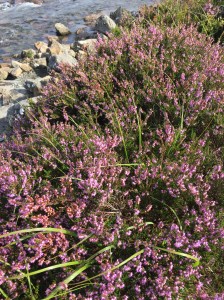 Scottish Heather