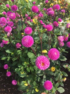 A Pop of Pinkish Purple