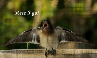Here I Go baby bird