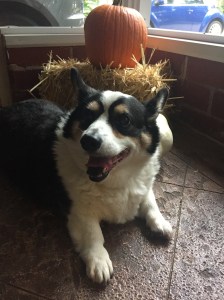 Corgi with Pumpkin