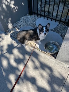 Black and White Corgi standing by bowl of water looking up at owner