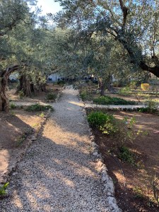 Cross-shaped pathway among olive trees