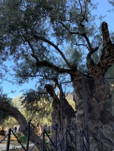 Ancient Olive Tree - Garden of Gethsemane