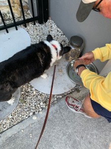 Black and white corgi eating dog treats that man breaks up