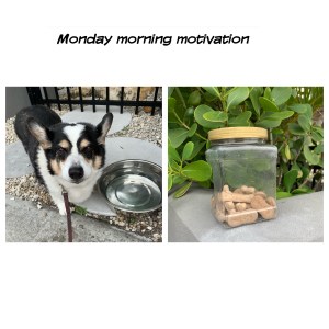 Black and white corgi standing by bowl of water and container of dog treats
