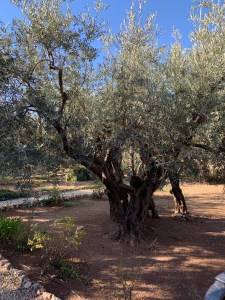 Olive Tree
