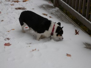 Black, white and tan corgi in red Alabama collar in the snow on a deck