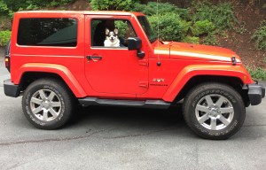Black, white and tan corgi looking out passenger window of a bright red jeep