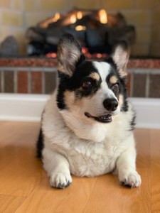 Black, white and tan corgi sitting in front of a fire
