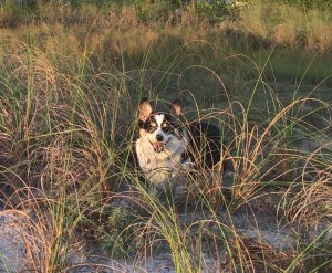 Black and white corgi in tall grass in sand dunes