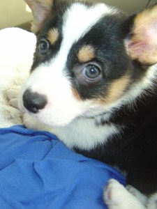 closeup of black, white and tan corgi puppy face