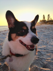 Black, white and tan corgi standing on beach with sun coming up behind him