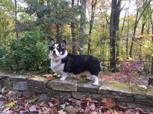 Black, white and tan corgi standing on rock wall with fall leaves all around