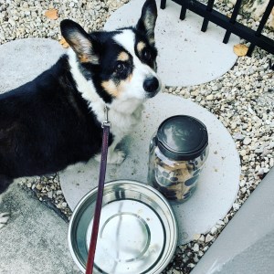 Black, white and tan corgi standing on pathway to a home next to a plastic jar of dog treats and a big silver dish of water