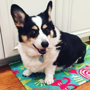 Black, white and tan corgi sitting on Christmas rug in front of white kitchen cabinets