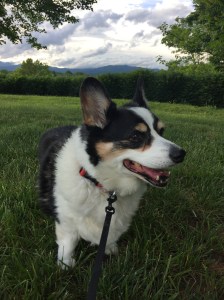 black, white and tan corgi standing in grass with dark blue mountains in the background