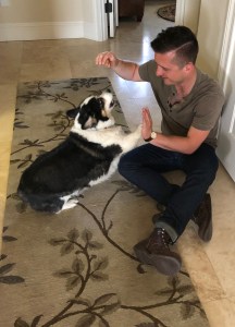 Black, white and tan corgi giving young man a high five