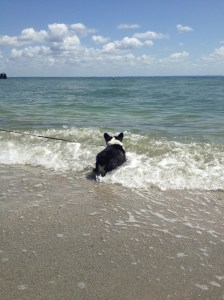 Black and white corgi standing in wave on beach