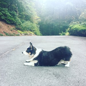 black, white and tan corgi in what looks like the downward dog yoga position on a mountain driveway