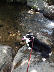 Black, white and tan corgi standing on rock in a mountain stream