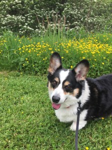 Black, white and tan corgi standing on green grass in front of little yellow flowers and a larger bush with white flowers