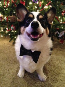 Black, white and tan corgi wearing a black bow tie, standing in front of a Christmas tree