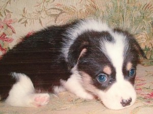 Tiny black, white and tan baby corgi