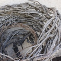 An Empty Bird Nest
