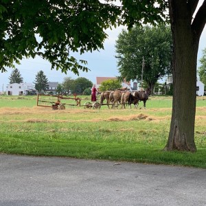 Amish girl working in a field
