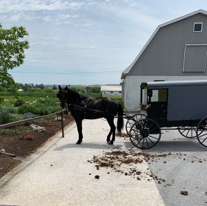 Horse tied to hitching post with buggy