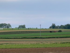 Farmer working with cows in distance